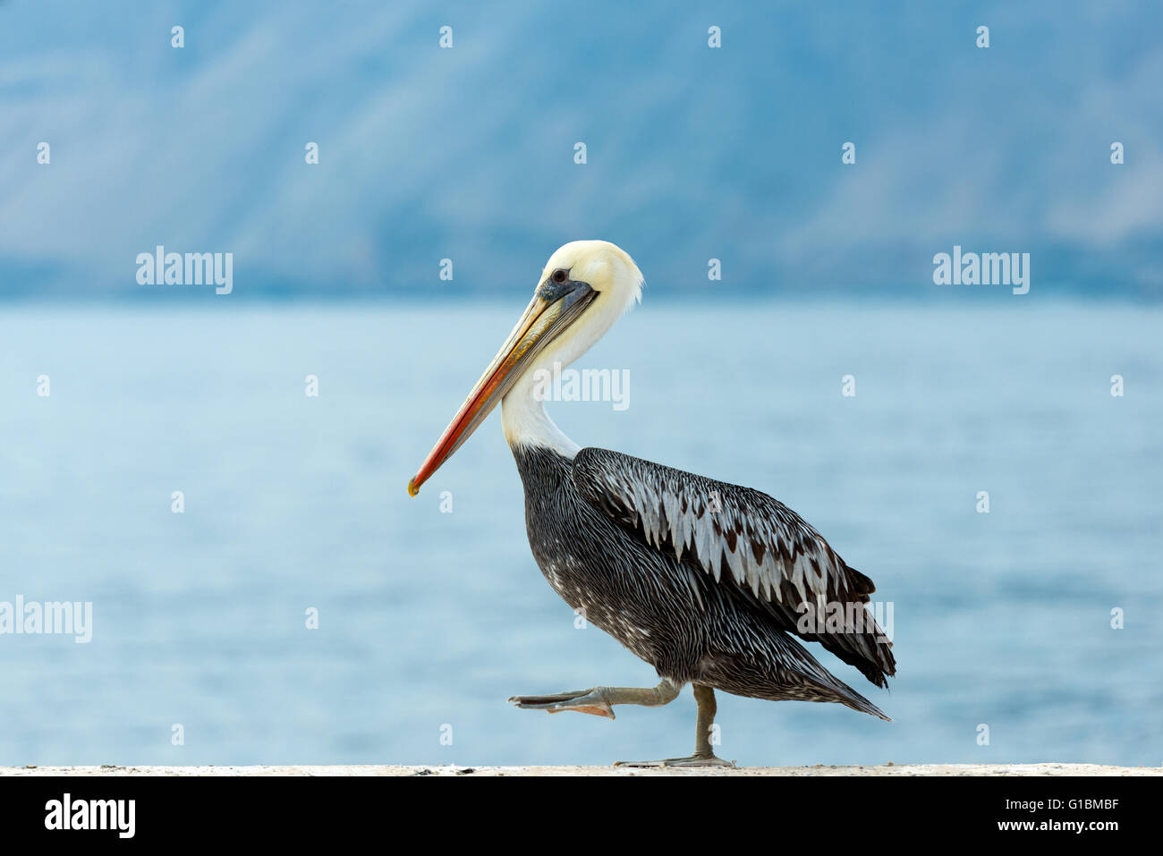 Wild Pelican in Chile Stock Photo