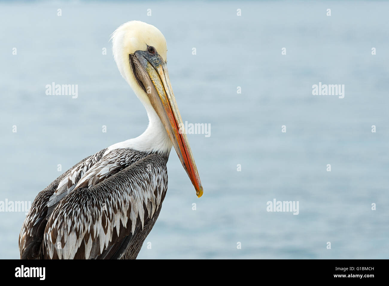 Wild Pelican in Chile Stock Photo