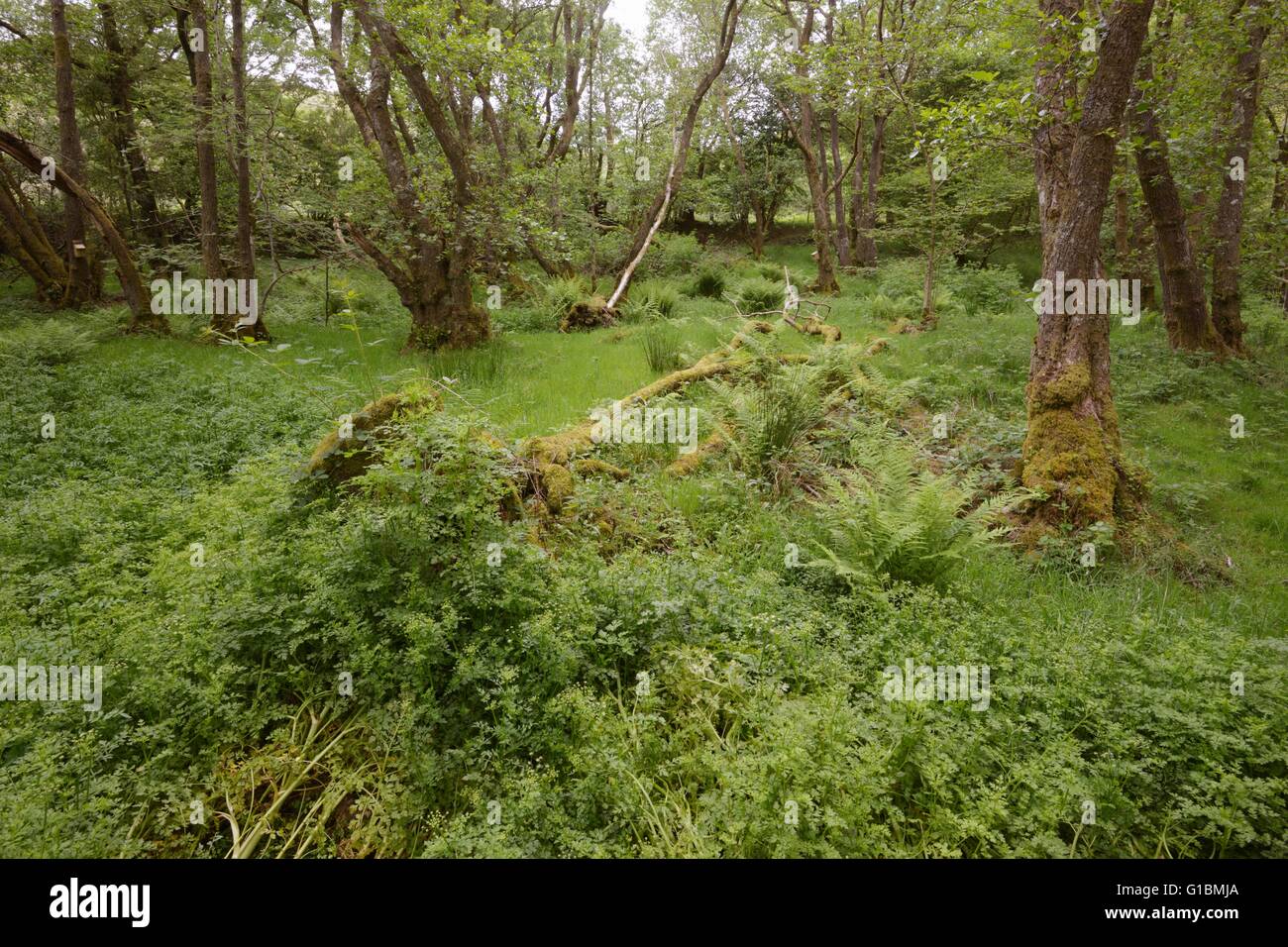 Wet Alder woodland at Dinas RSPB Reserve, Wales, UK Stock Photo
