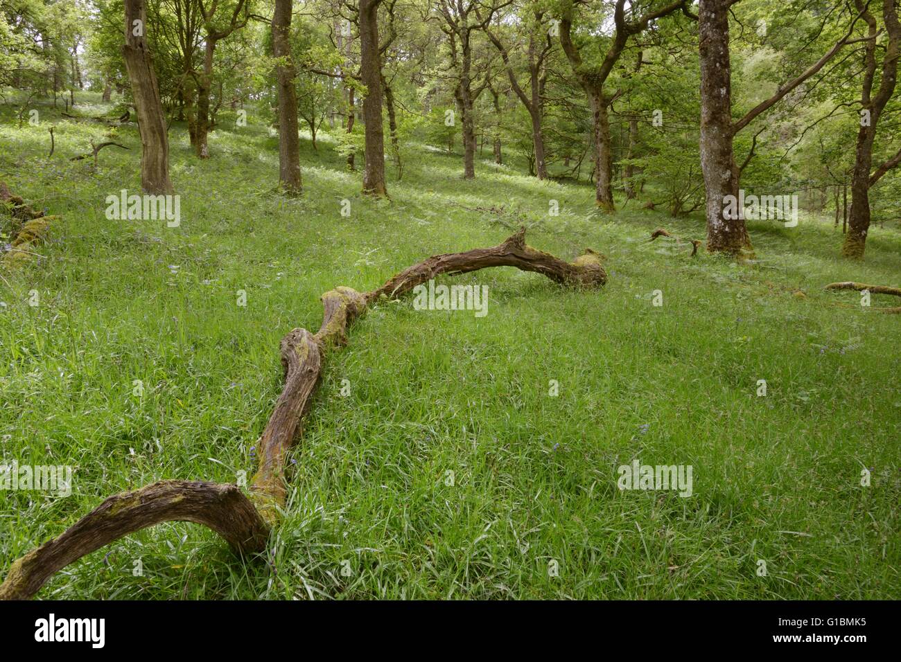 Fallen deadwood in grazed open Oak woodland, Dinas RSPB reserve, Wales, UK Stock Photo