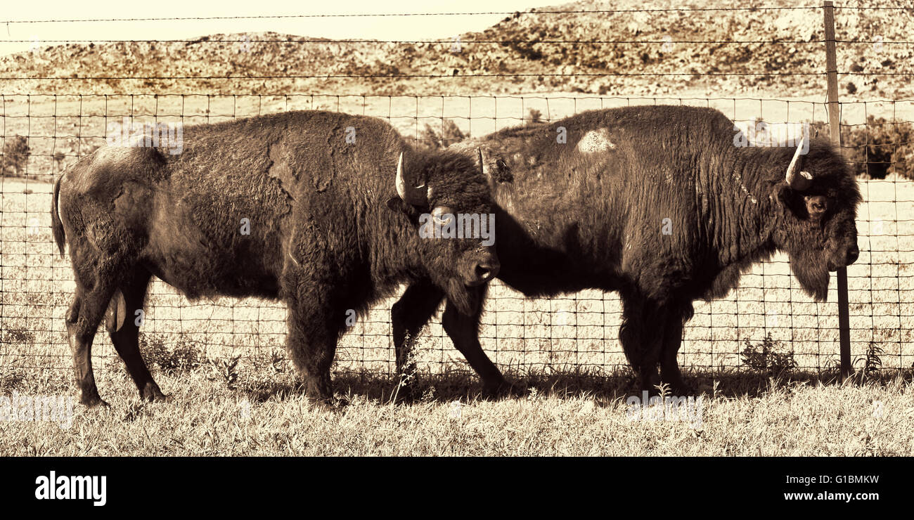 Buffalo in Oklahoma tinted in old time black and white Stock Photo Alamy