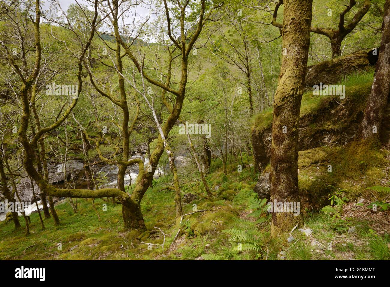 The River Teifi runs through mature ancient Sessile Oak woodland at Dinas RSPB reserve Wales, UK Stock Photo