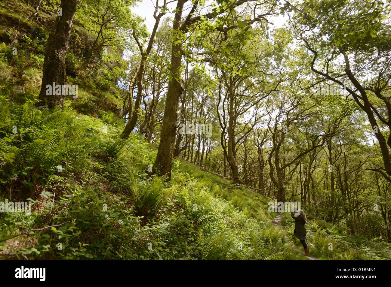 Woman taking photos in mature Sessile Oak woodland at Dinas RSPB reserve Wales, UK Stock Photo