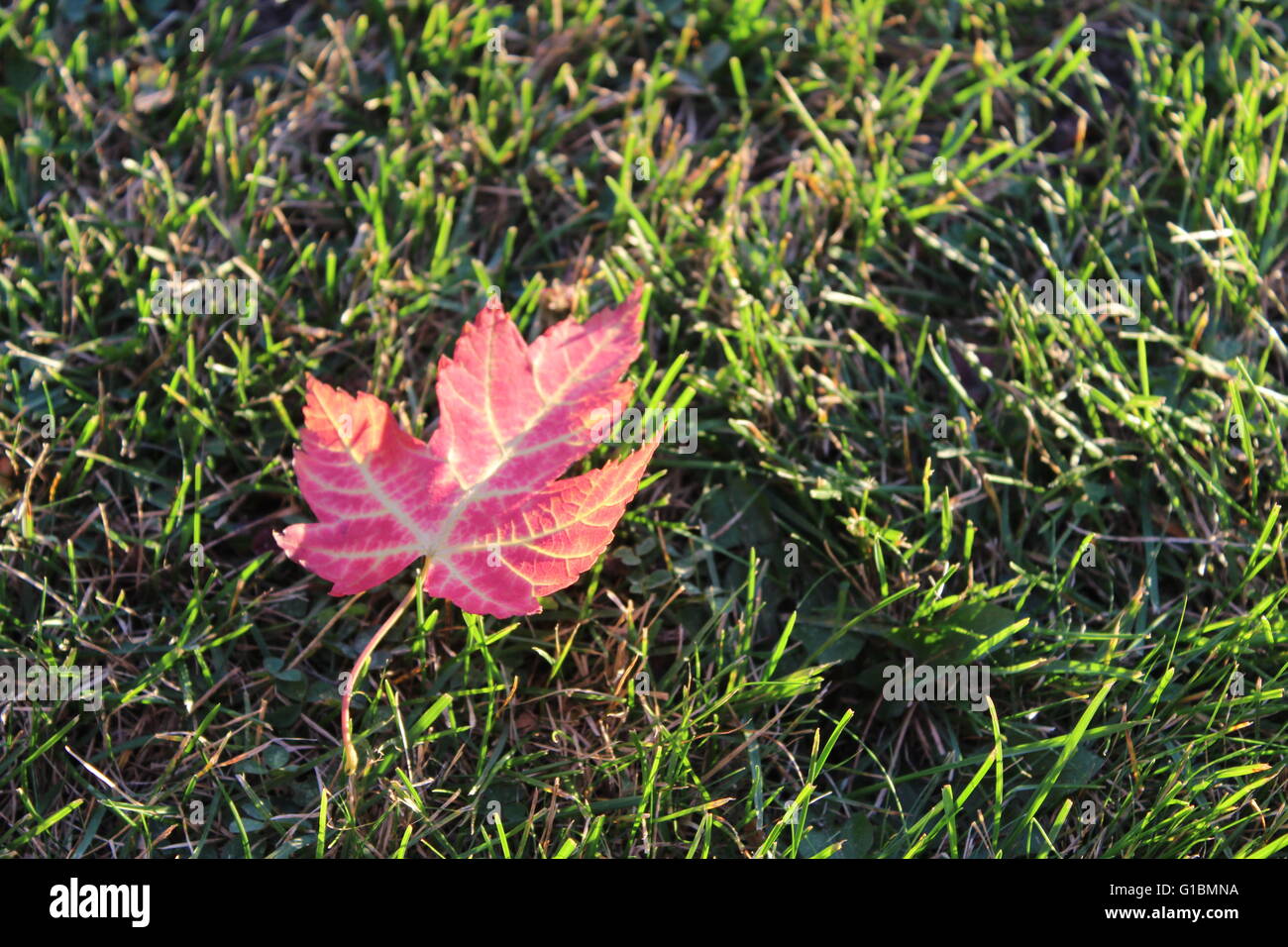maple leaf in the grass Stock Photo - Alamy