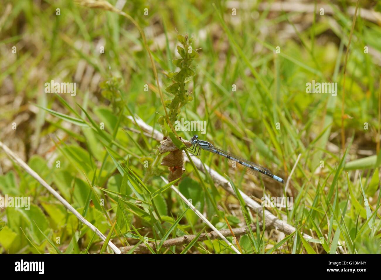 Coenagrion puella, male Azure damselfly, Wales, UK Stock Photo - Alamy