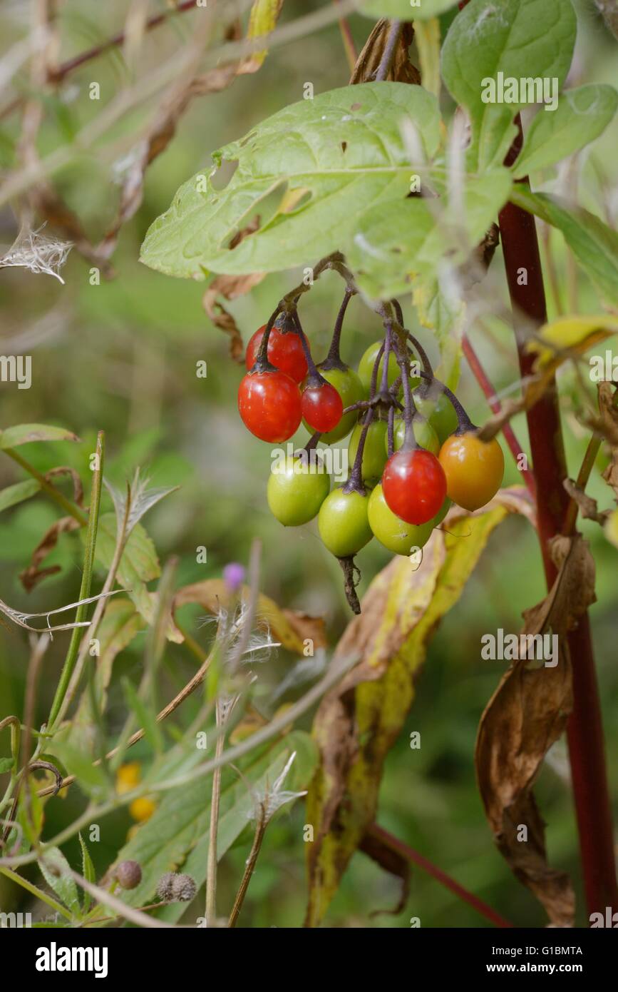 Woody nightshade hires stock photography and images Alamy
