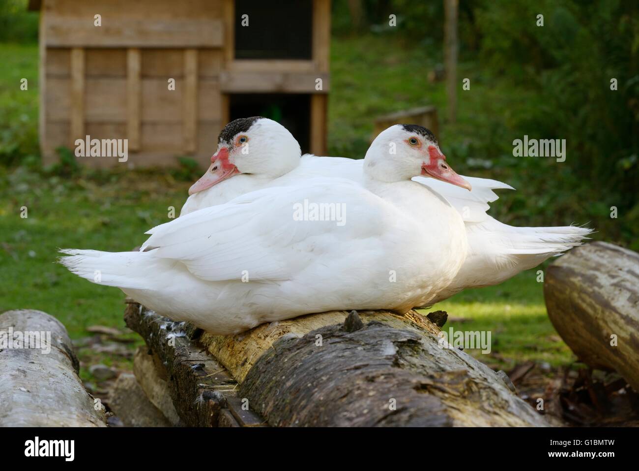 Muscovy or Barbary ducks, Wales, UK Stock Photo