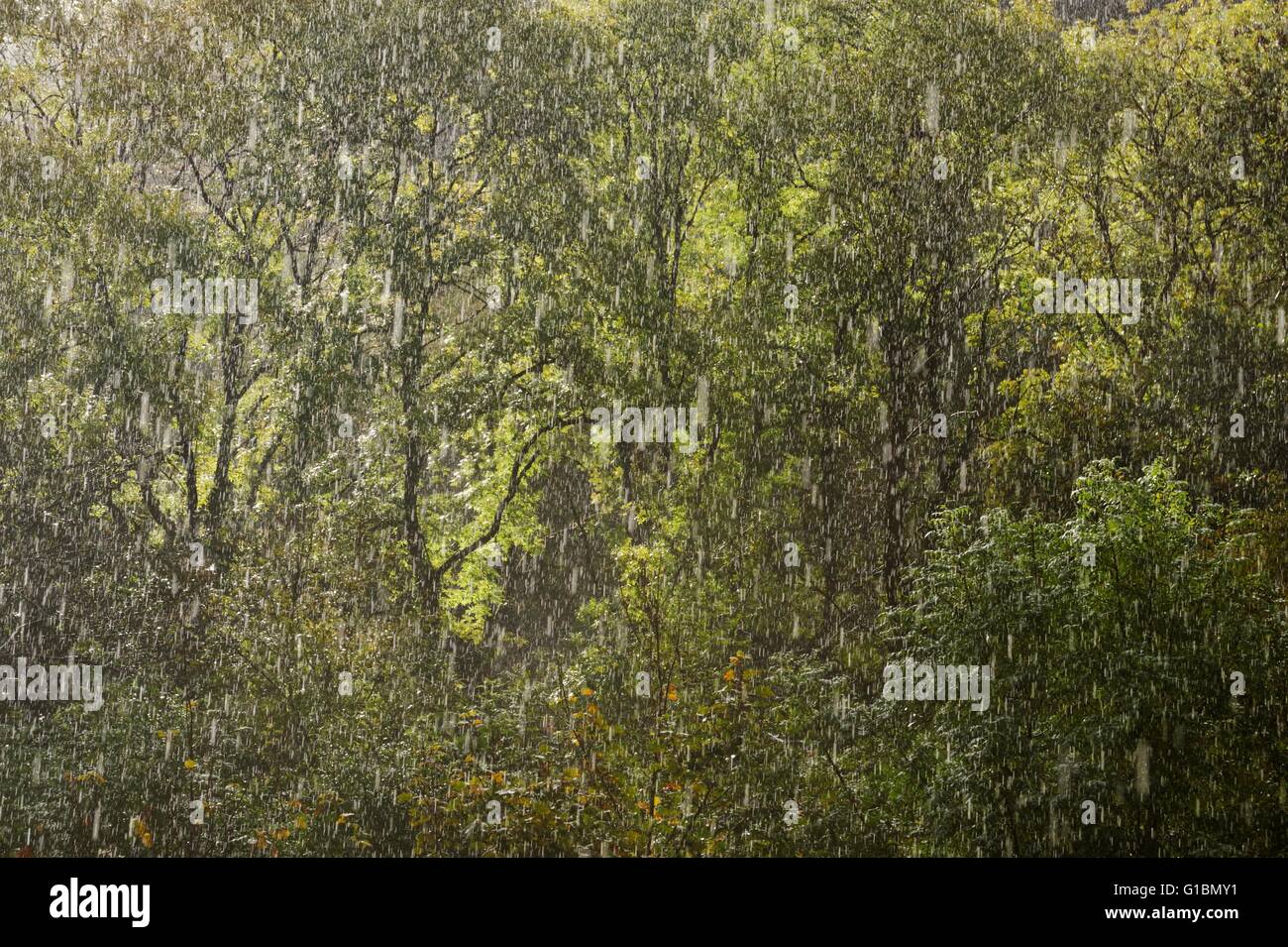 Torrential Summer Rain in seasonal temperate rainforest, woodland, Wales, UK. Stock Photo