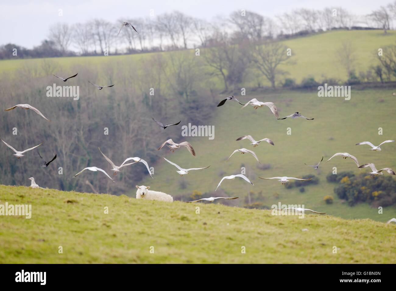 Herring Gulls, Larus argentatus and Rooks, Corvus frugilegus scavenging on agricultural land during winter lambing season, Wales, UK. Stock Photo
