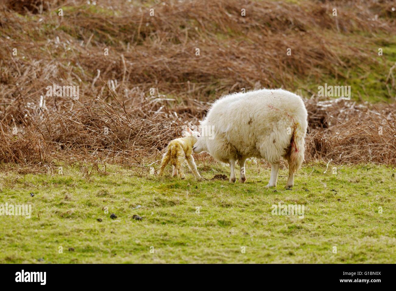 Newborn lamb outdoors, being licked clean by mother, Wales, UK Stock Photo