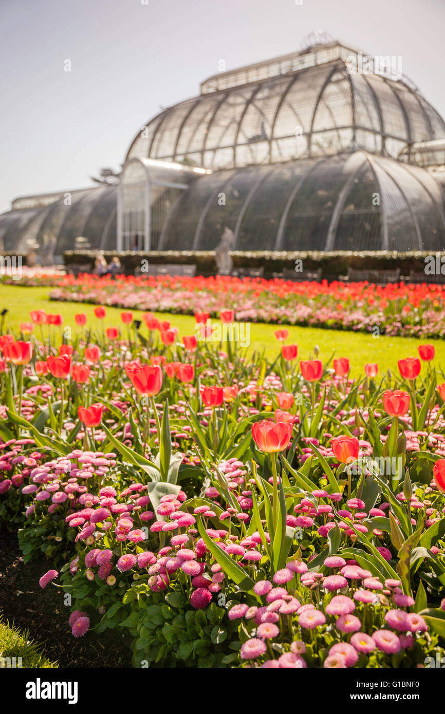 Tulip flowerbeds outside Palm House in Kew Gardens, south west London, England. Stock Photo