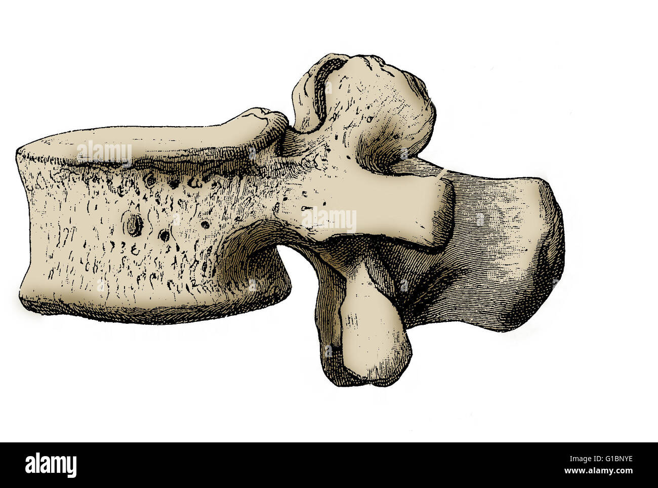 Illustration of the left side of a human's third lumbar vertebra. Stock Photo