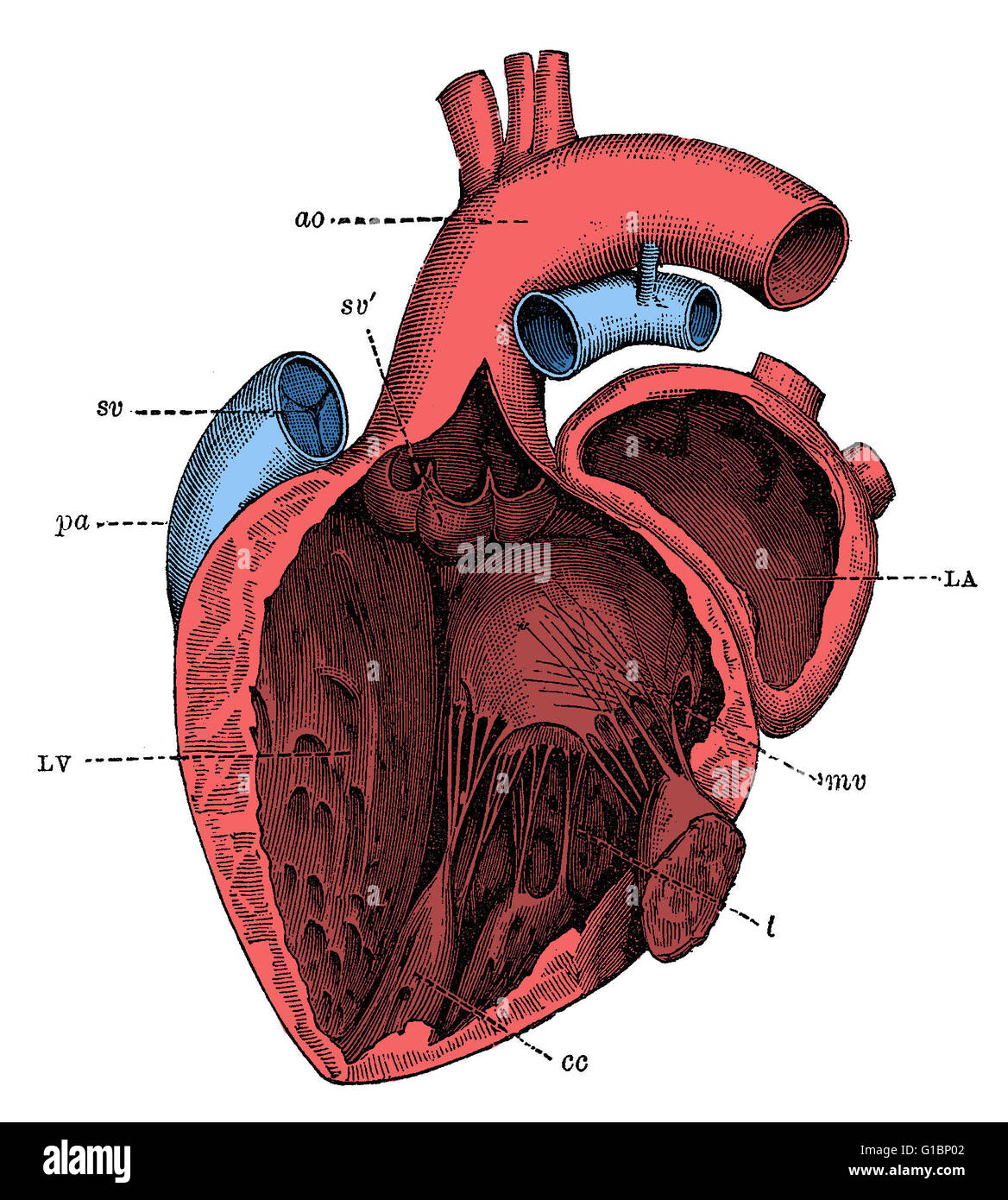 Dissection of the left side of a human's heart, showing valves. This illustration has labeled anatomy. Stock Photo