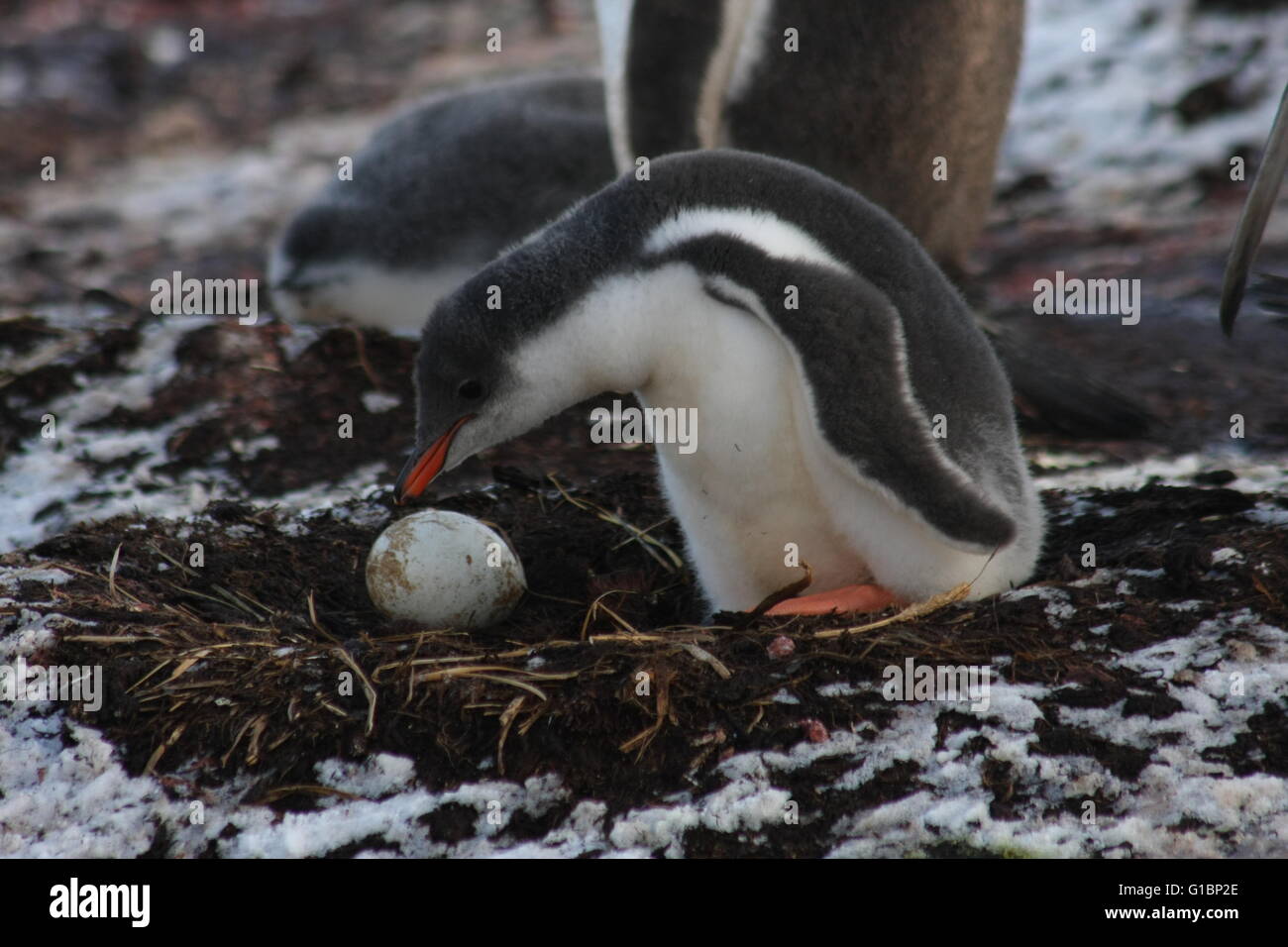 Gentoo penguin chick with egg on nest hires stock photography and images Alamy