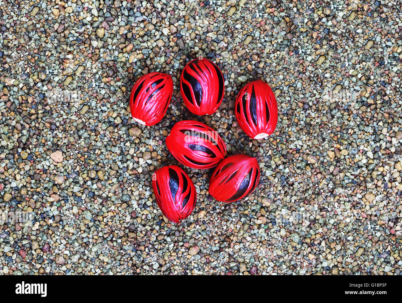 Two distinct seeds hi-res stock photography and images - Alamy