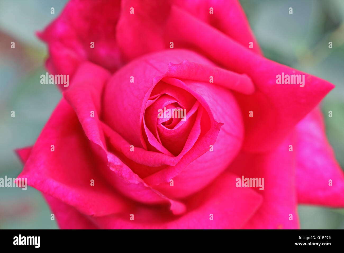 Close up of a vibrant red rose Stock Photo
