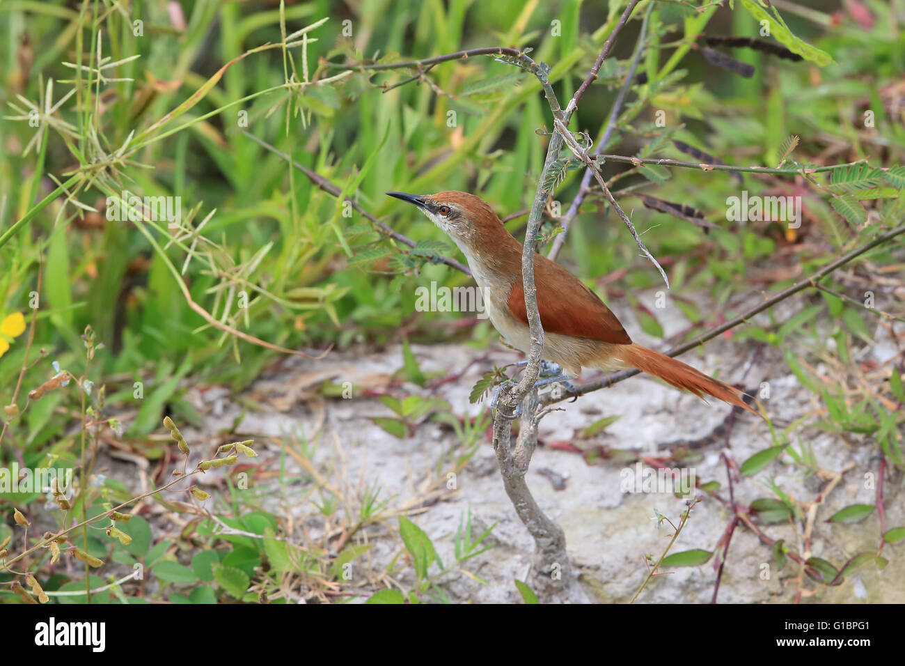 Yellow-chinned Spinetail (Certhiaxis cinnamomea) Stock Photo