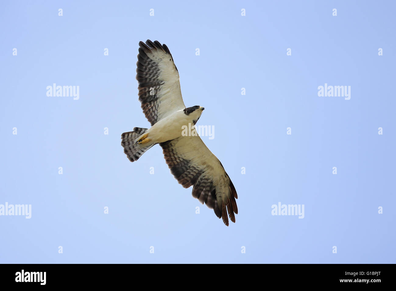 Shorttailed Hawk (Buteo brachyurus Stock Photo Alamy