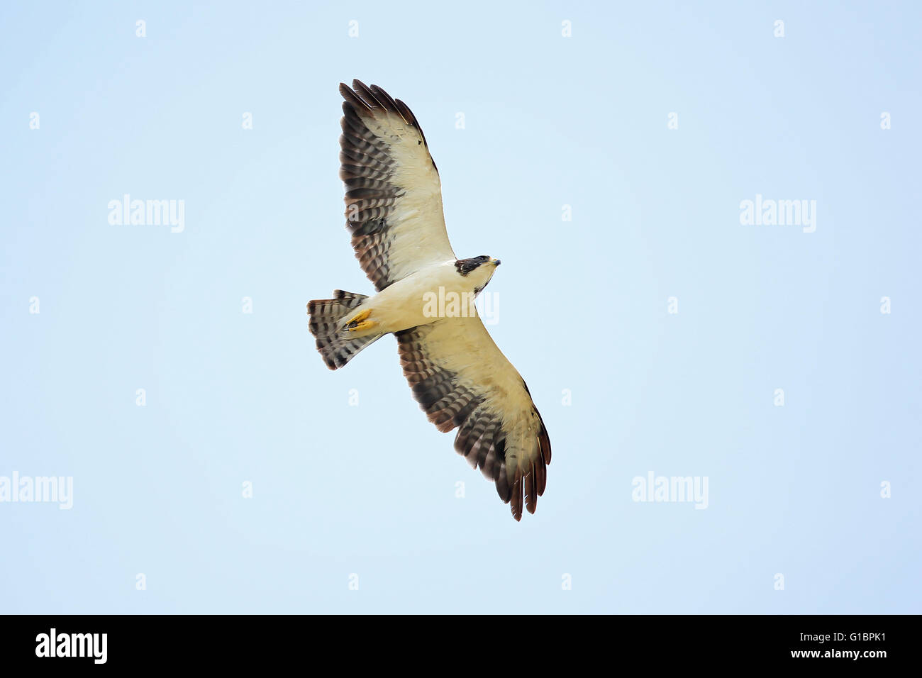 Shorttailed Hawk (Buteo brachyurus Stock Photo Alamy