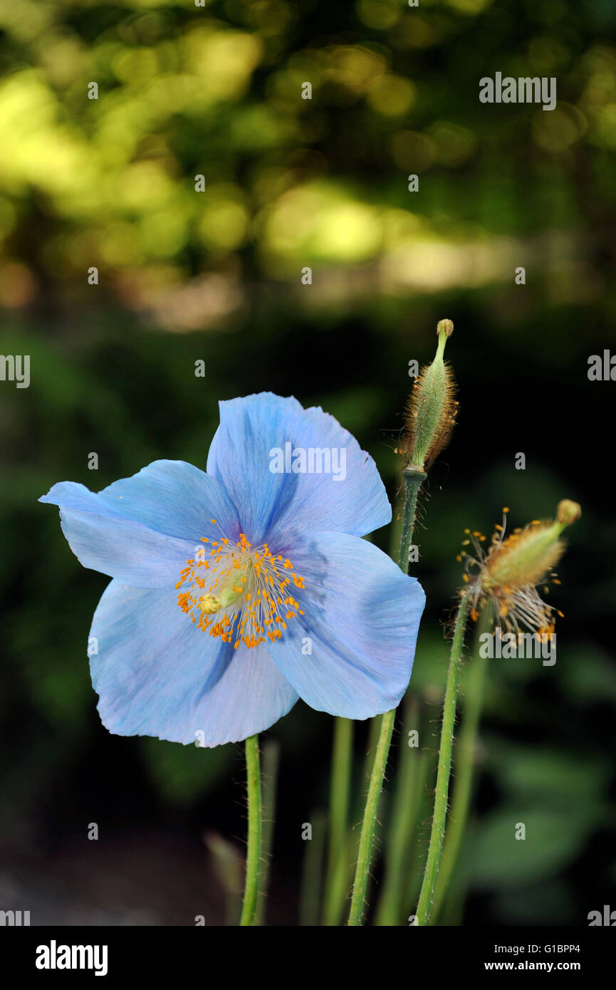 A Himalayan Blue Poppy 'Meconopsis betonicifolia' in a garden UK Stock Photo
