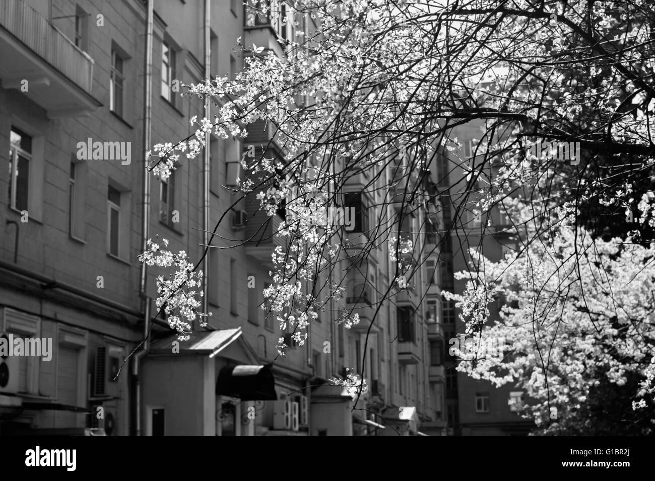 Branches of blossoming spring cherry blossoms in sunlight at black and white Stock Photo