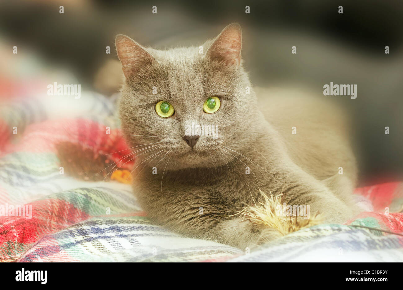 Nice gray cat with toy on plaid blanket Stock Photo