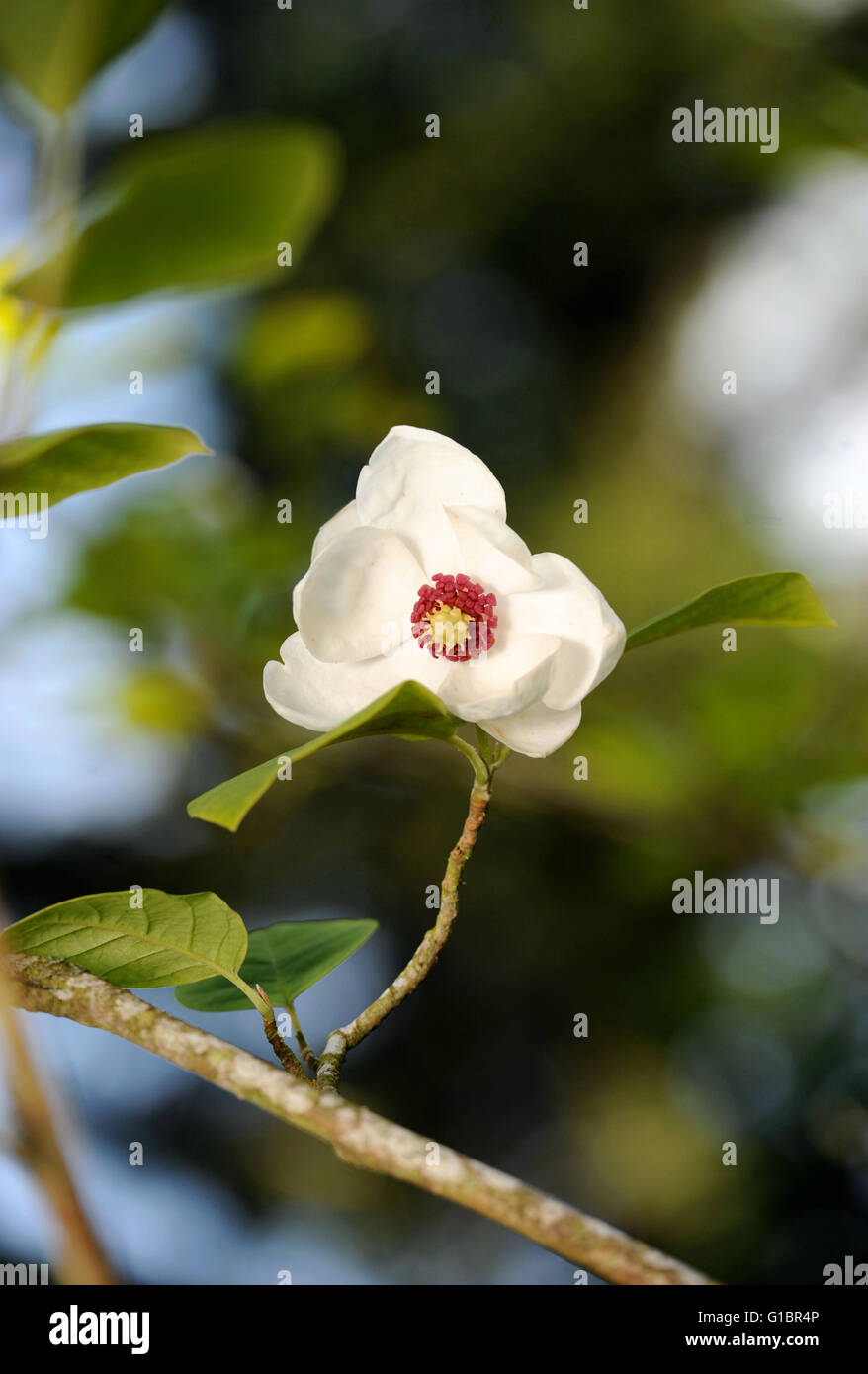 Flower on a Magnolia Sieboldii or Oyama tree, UK Stock Photo