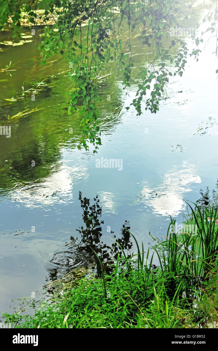 Green birch branches above water on summer day Stock Photo
