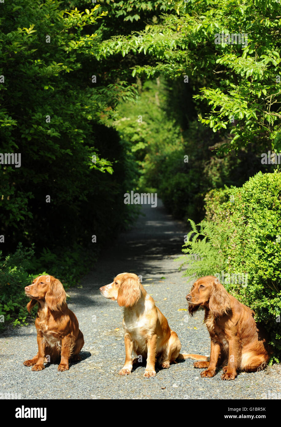 Three Cocker Spaniel dogs on a garden path UK Stock Photo