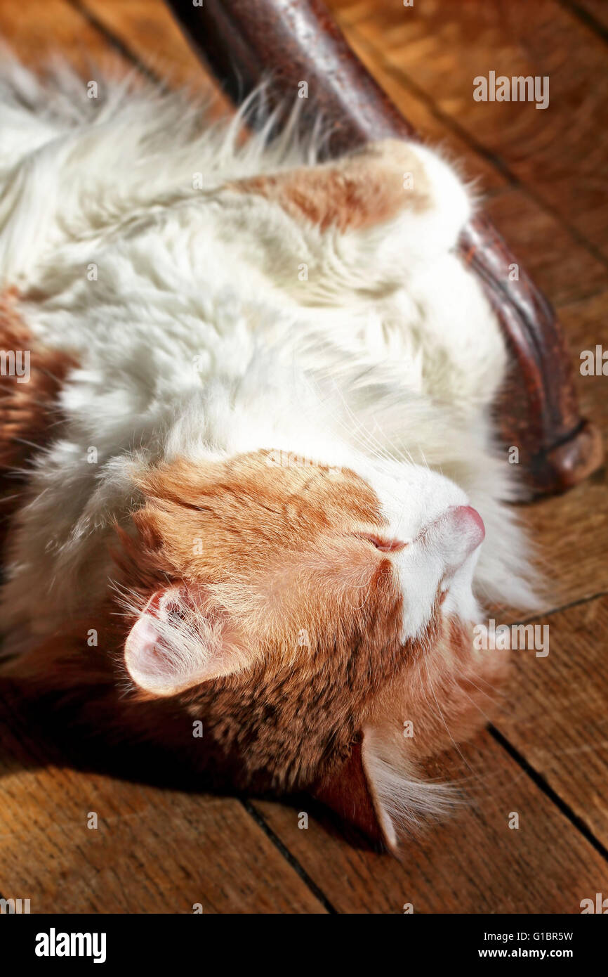 Red cat basking in sun with eyes closed Stock Photo