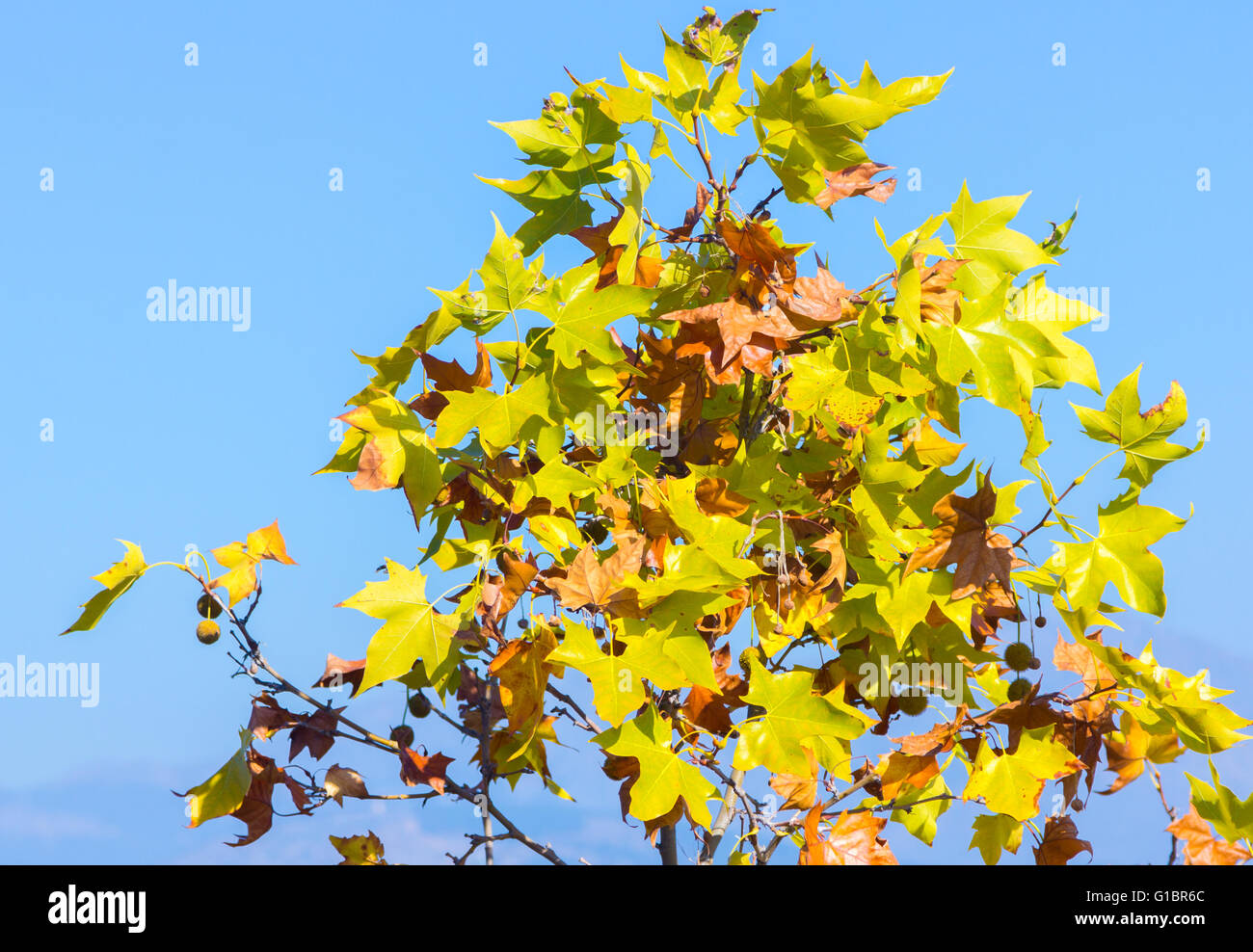 Green and yellow leaves in early autumn Stock Photo