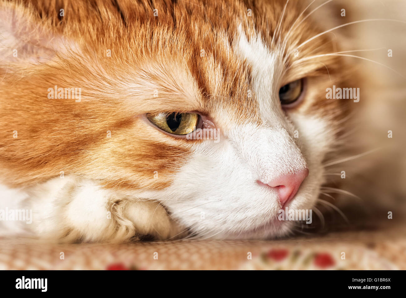 Portrait of thoughtful big red cat with yellow eyes Stock Photo
