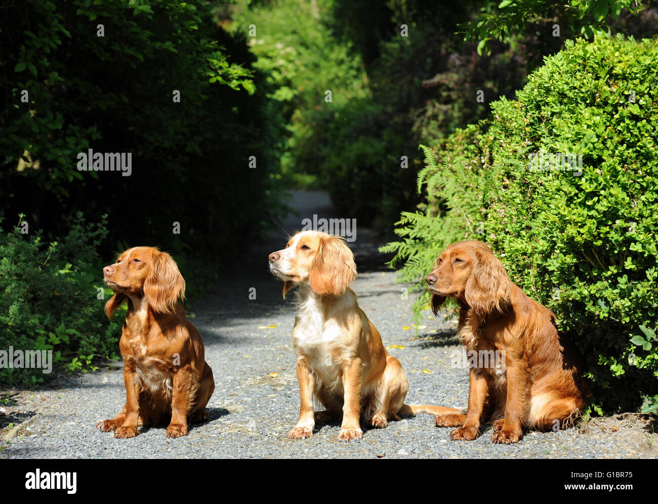 Three Cocker Spaniel dogs on a garden path UK Stock Photo