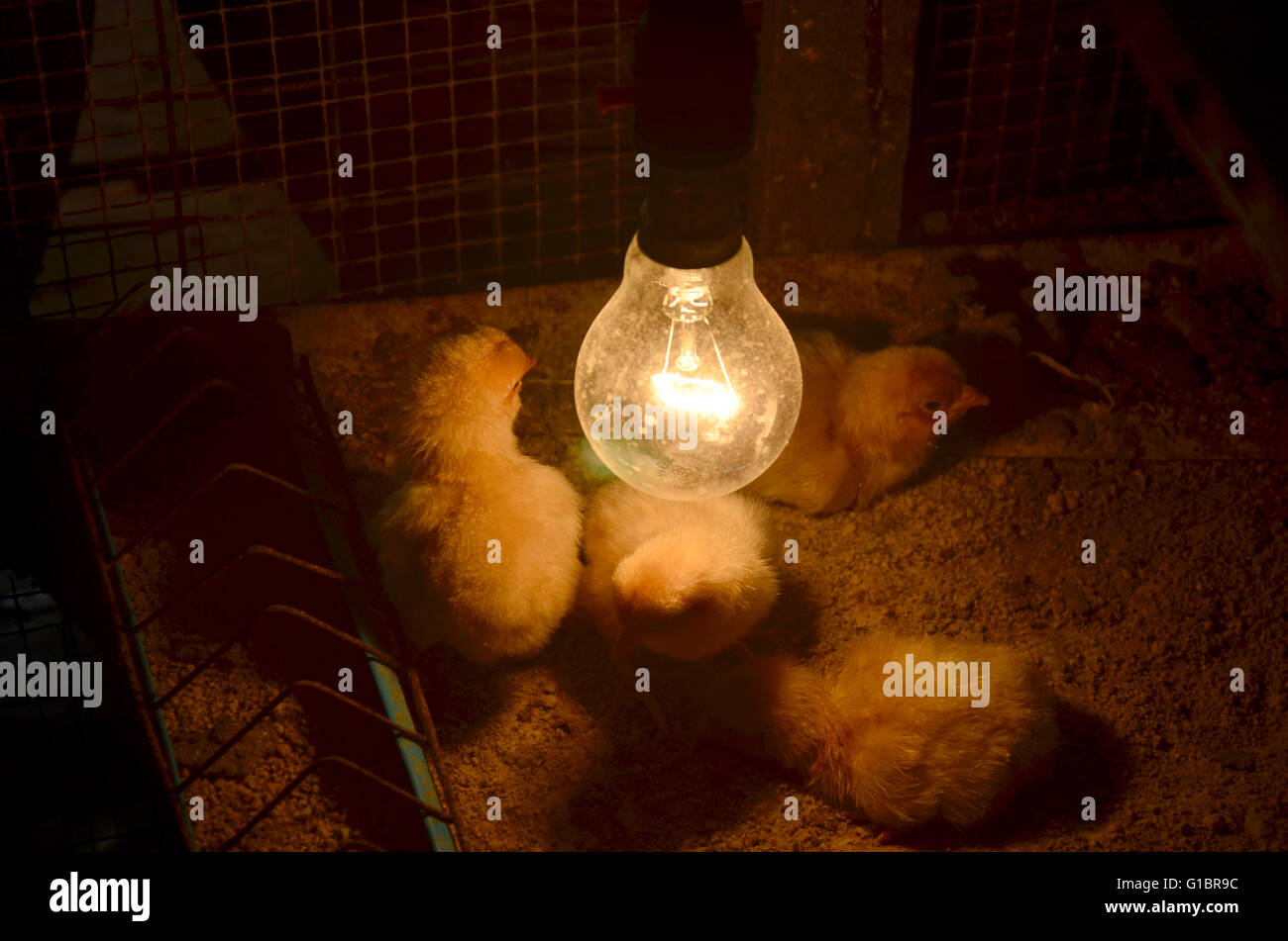 Baby chickens heat lamp hires stock photography and images Alamy