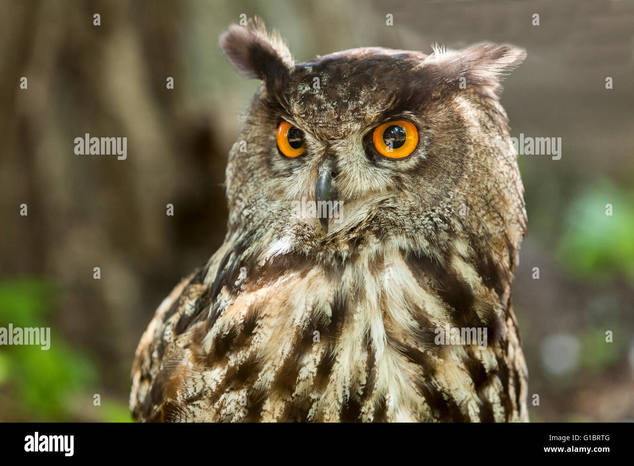 Eagle Owl/An eagle owl Stock Photo