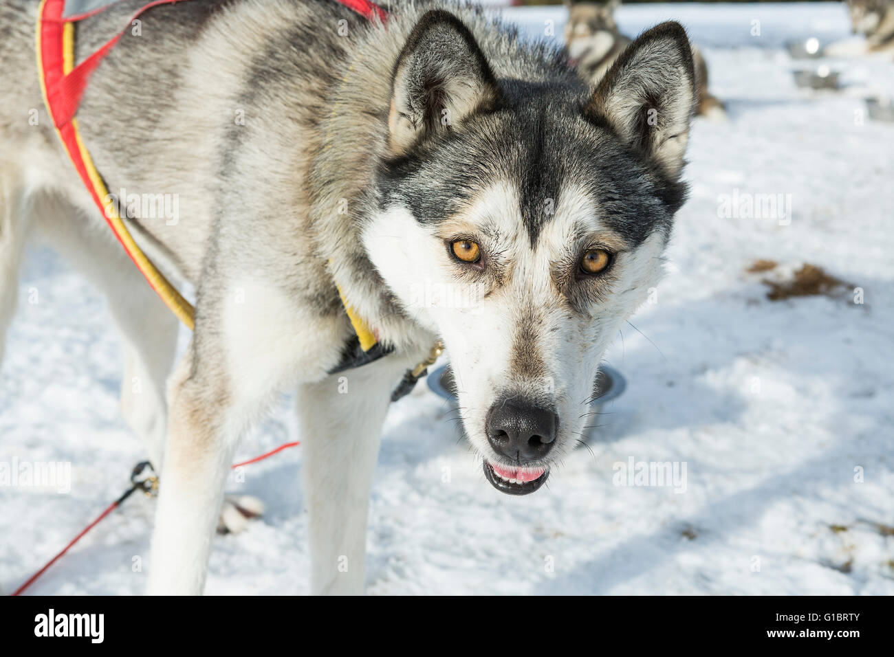Portrait of siberian husky sled dog at snowy winter Stock Photo - Alamy