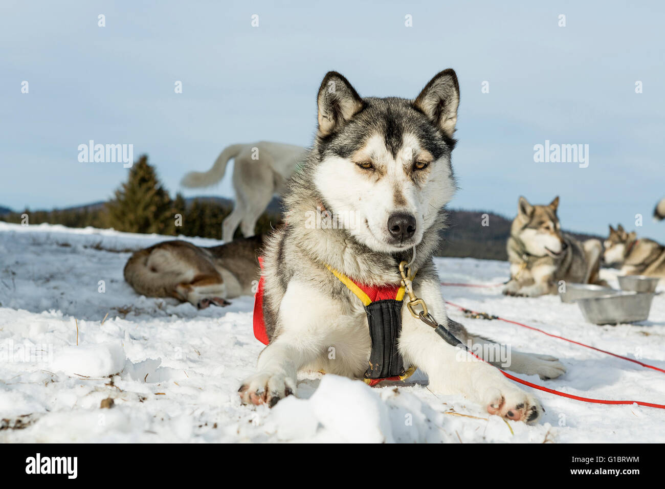 Group of Siberian husky in winter lying on the snowy ground Stock Photo ...