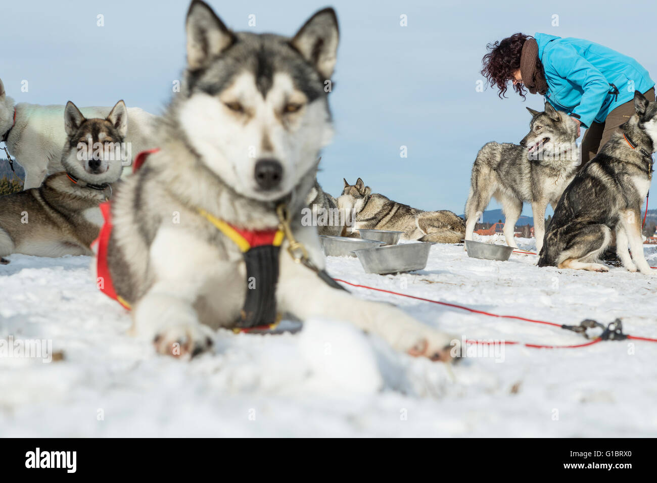 Group of Siberian husky in winter lying on the snowy ground Stock Photo ...
