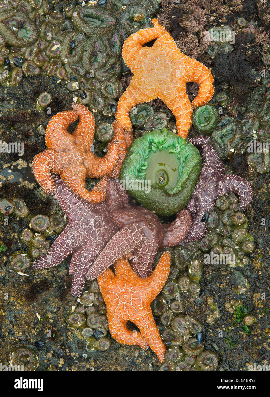 Ochre Sea Stars (Pisaster ochraceus) and anemones at low tide,  Shi Shi Beach, Olympic National Park, Washington Stock Photo