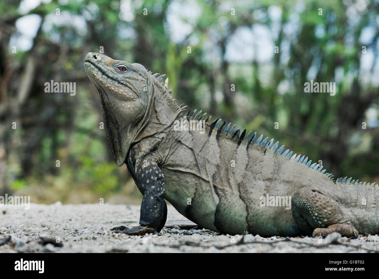 Cyclura ricordi hires stock photography and images Alamy