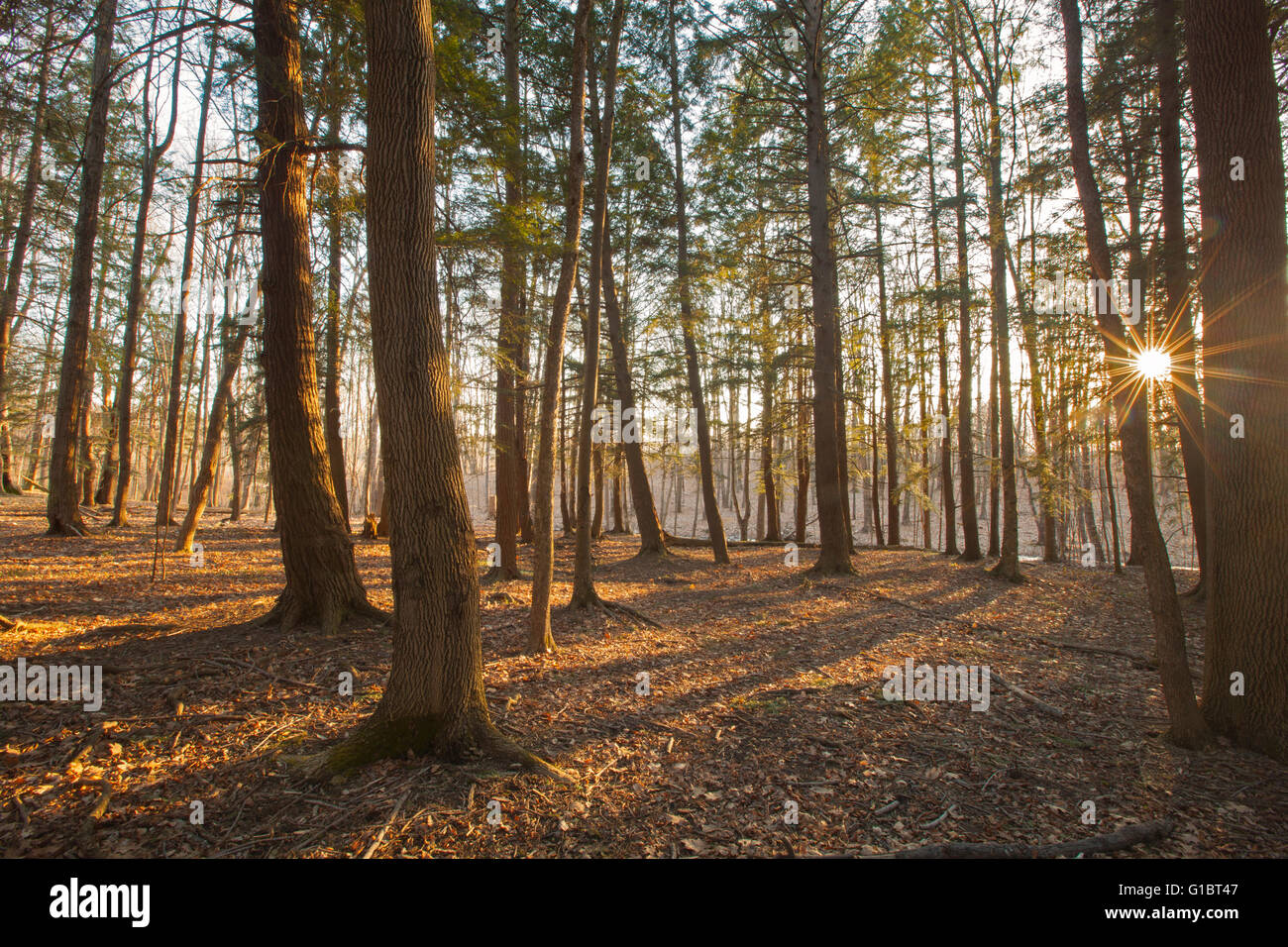 Sunset view through pine trees in the Berkshire Mountains of Western ...