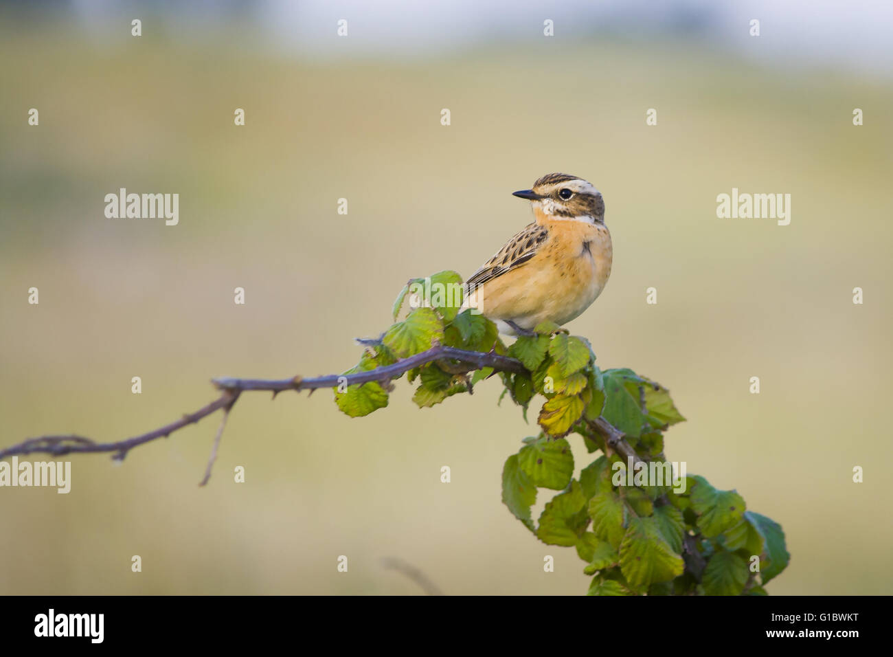 Whinchat, small migratory passerine bird. Saxicola rubetra. Stock Photo