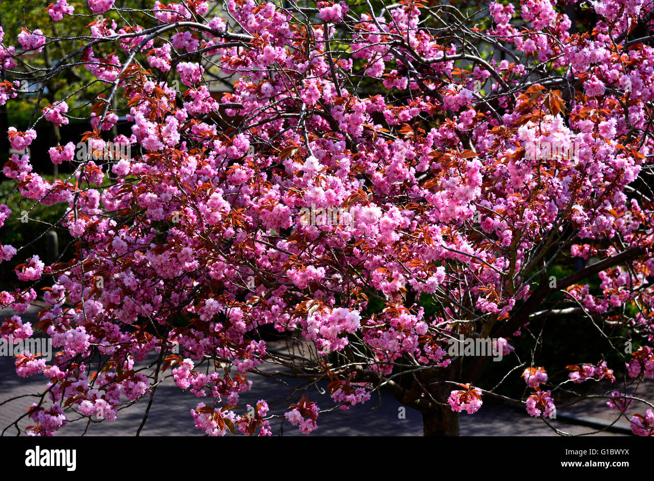 Blossom growth hi-res stock photography and images - Alamy