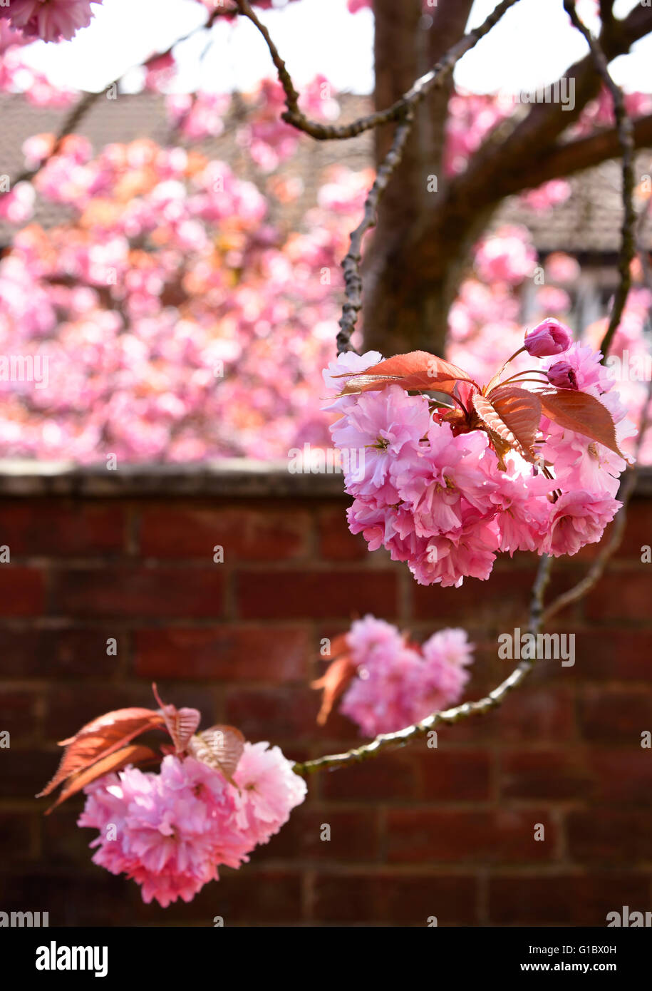 Blossom growth hi-res stock photography and images - Alamy