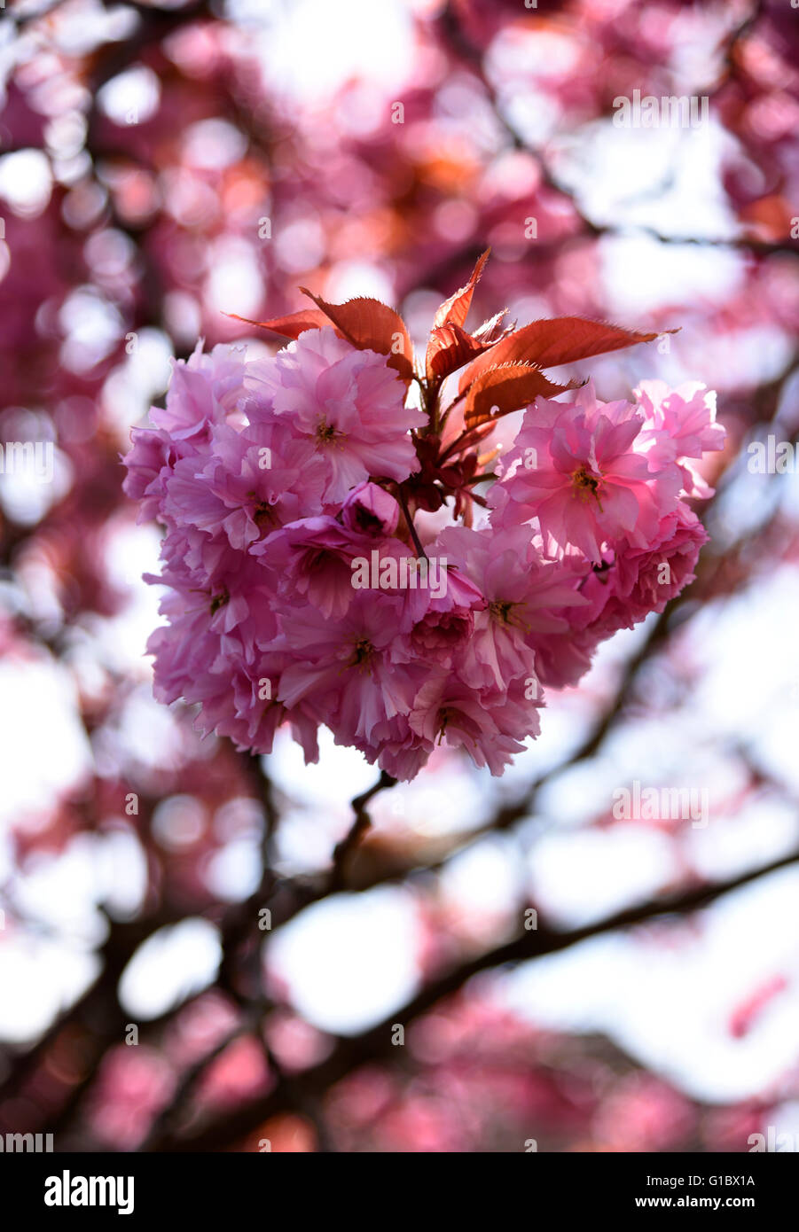 Blossom growth hi-res stock photography and images - Alamy