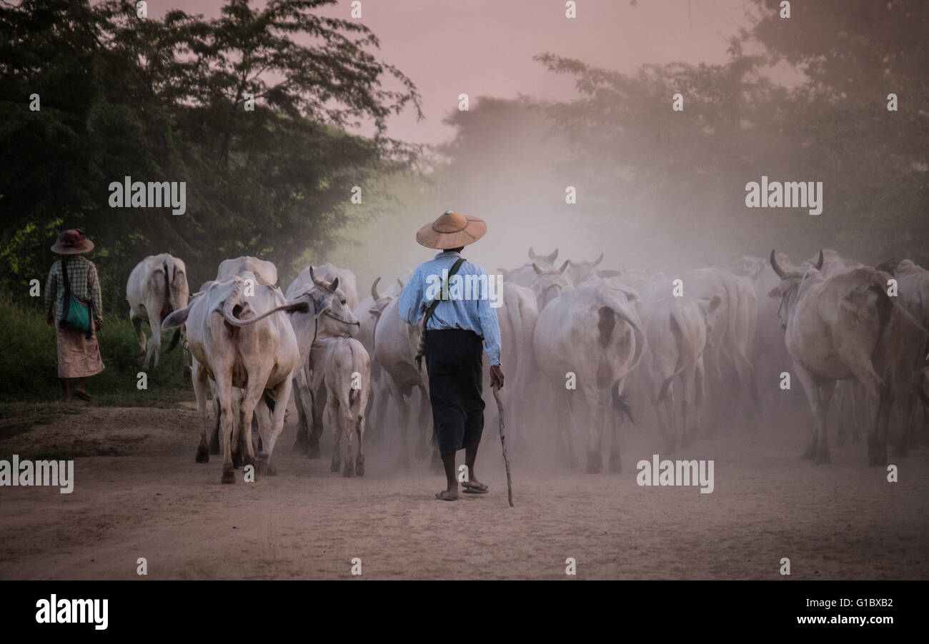 Cattle herders herding their cattle through the dusty dirt roads in Bagan at dusk Stock Photo