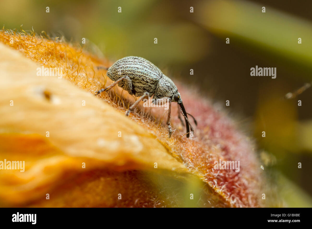 Tiny (2-3mm) Gorse weevil (Exalpion ulicis) on gorse flower Stock Photo