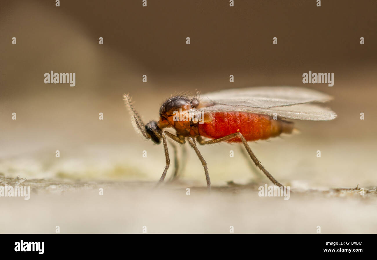 A tiny gall midge (Cecidomyiid species) on a fence post Stock Photo