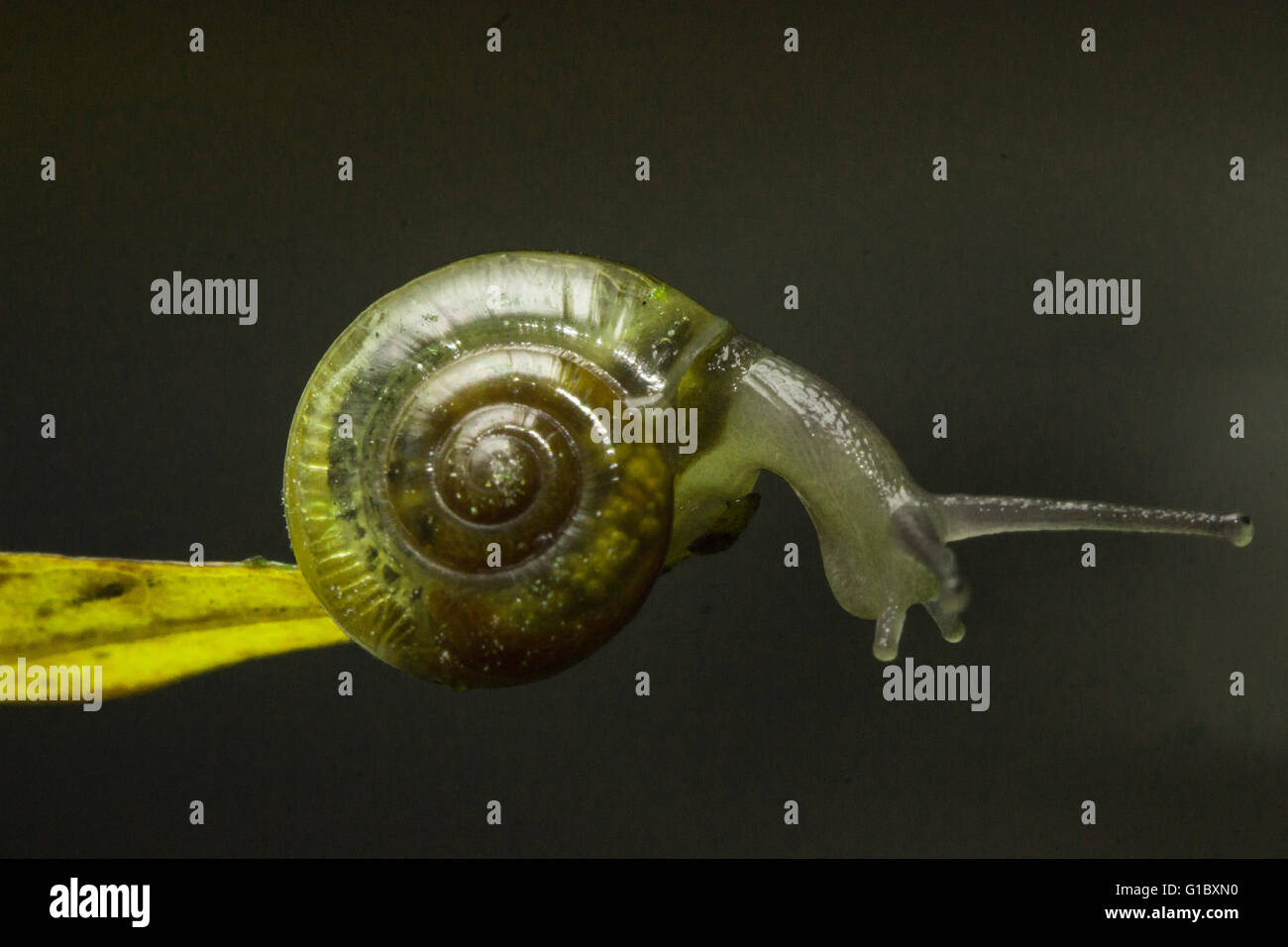 The Nervous Snail Stock Photo