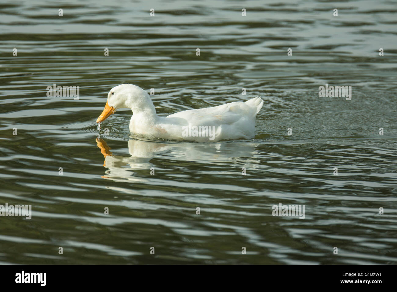 Duck fishing hi-res stock photography and images - Alamy